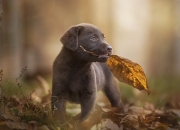 雷火电竞网址-国王内乱！勇士五虎94分难救主，27号秀米切尔逆天改命