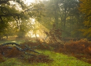 雷火电竞主播-暗夜中的独舞者，格列兹曼的世界排名拯救战