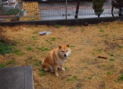 雷火电竞主播-黑马逆袭！蒂亚戈一锤定音，尼斯终结罗马欧战神话