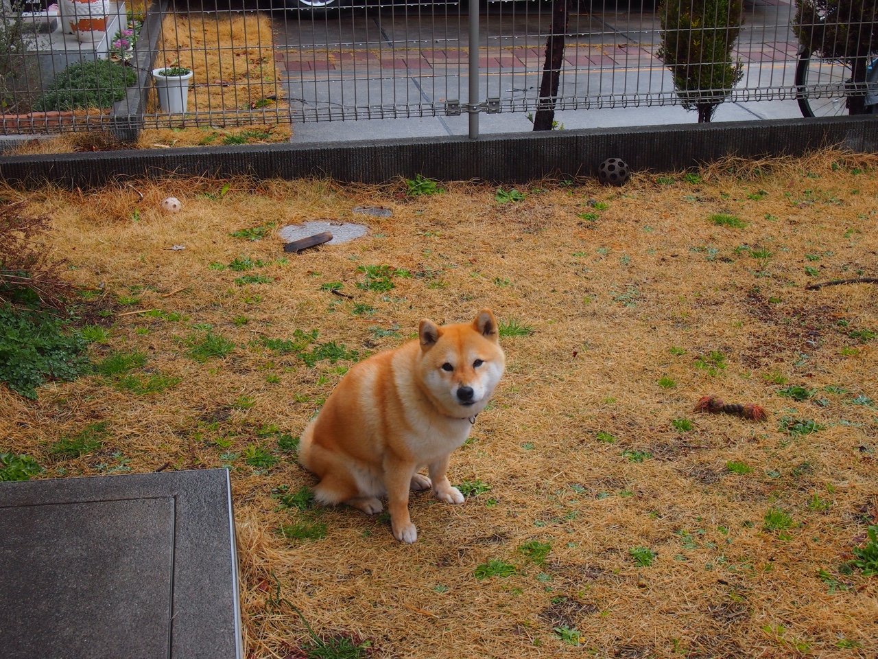 黑马逆袭！蒂亚戈一锤定音，尼斯终结罗马欧战神话